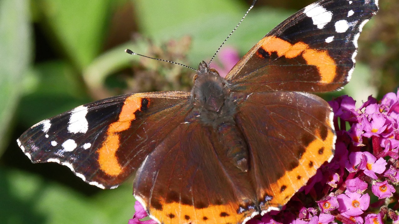  Schmetterlinge
