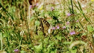  Schmetterlinge