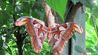  Schmetterlinge