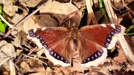  Schmetterlinge