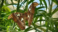  Schmetterlinge