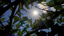 Sonne