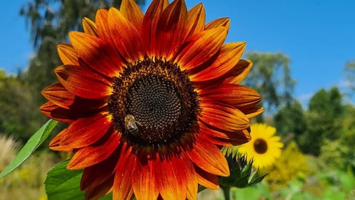 Sonnenblumen