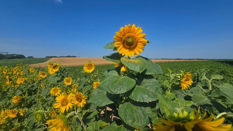 Ihre schönsten Sonnenblumenfotos