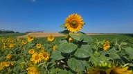 Ihre schönsten Sonnenblumenfotos