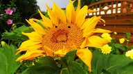 Ihre schönsten Sonnenblumenfotos
