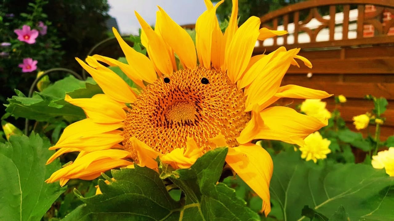 Ihre schönsten Sonnenblumenfotos