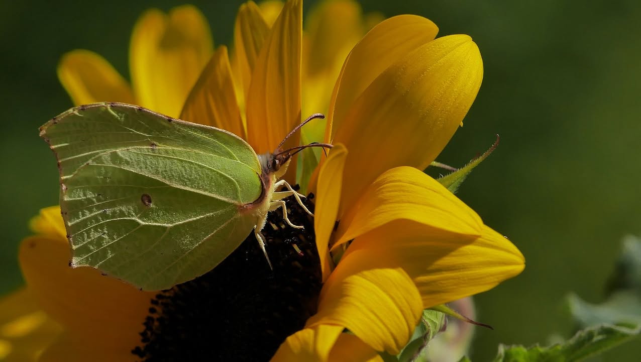 Ihre schönsten Sonnenblumenfotos