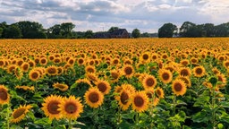 Ihre schönsten Sonnenblumenfotos