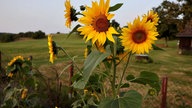 Ihre schönsten Sonnenblumenfotos