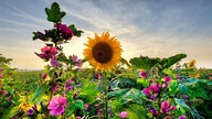 Ihre schönsten Sonnenblumenfotos