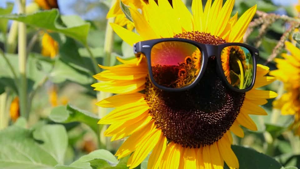 Ihre schönsten Sonnenblumenfotos