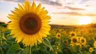 Ihre schönsten Sonnenblumenfotos