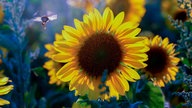 Ihre schönsten Sonnenblumenfotos