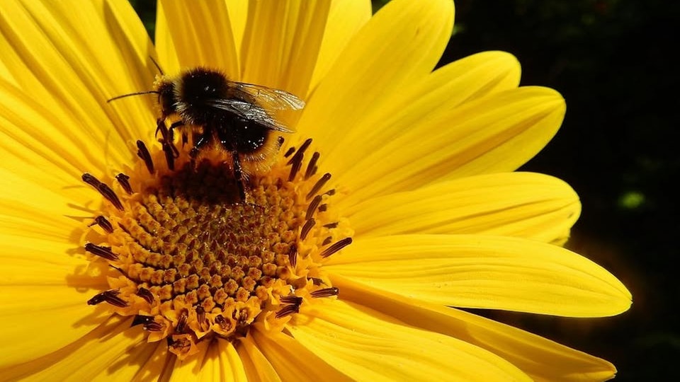 Ihre schönsten Sonnenblumenfotos