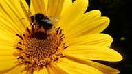 Ihre schönsten Sonnenblumenfotos
