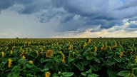 Ihre schönsten Sonnenblumenfotos