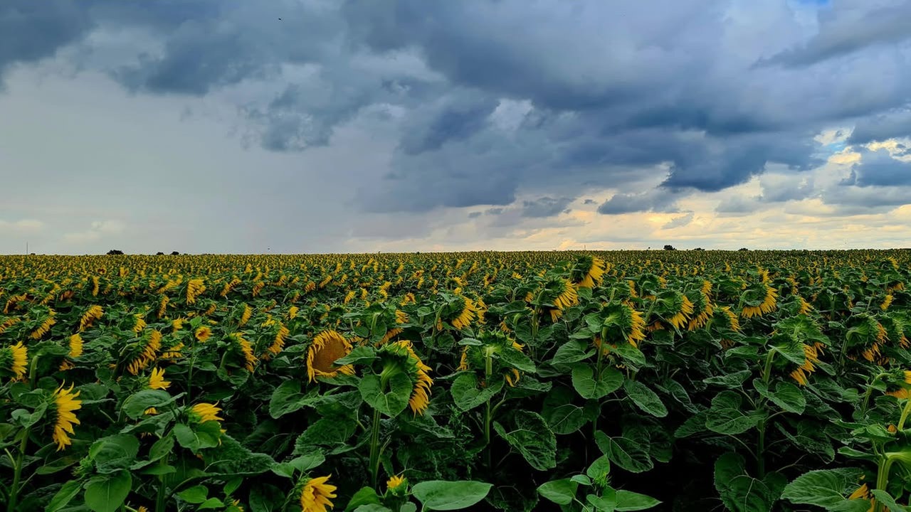 Ihre schönsten Sonnenblumenfotos