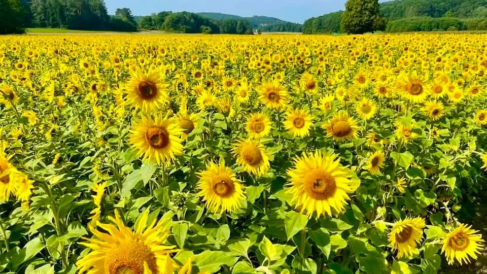 Ihre schönsten Sonnenblumenfotos