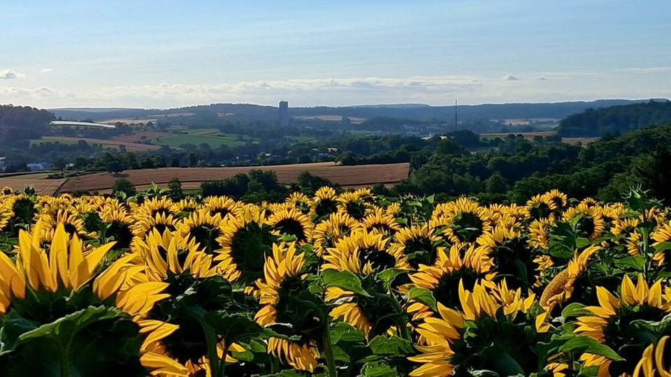 Ihre schönsten Sonnenblumenfotos