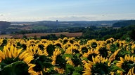 Ihre schönsten Sonnenblumenfotos