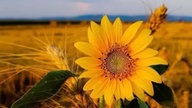 Ihre schönsten Sonnenblumenfotos
