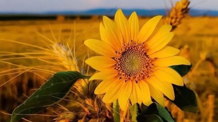 Ihre schönsten Sonnenblumenfotos