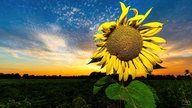 Ihre schönsten Sonnenblumenfotos