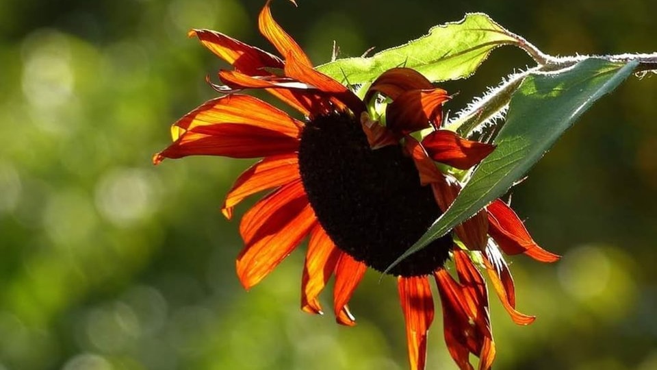 Ihre schönsten Sonnenblumenfotos