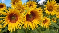 Ihre schönsten Sonnenblumenfotos