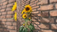 Ihre schönsten Sonnenblumenfotos
