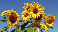 Ihre schönsten Sonnenblumenfotos