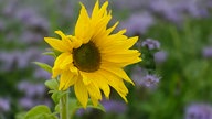 Ihre schönsten Sonnenblumenfotos