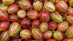 Stachelbeeren
