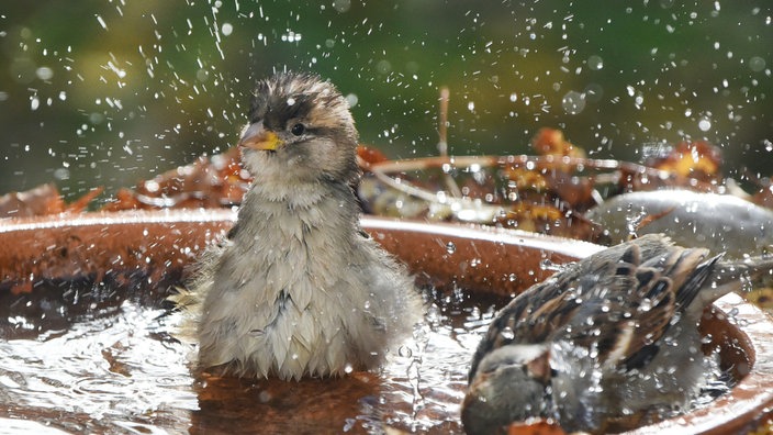 Haussperlinge baden in Vogeltränke