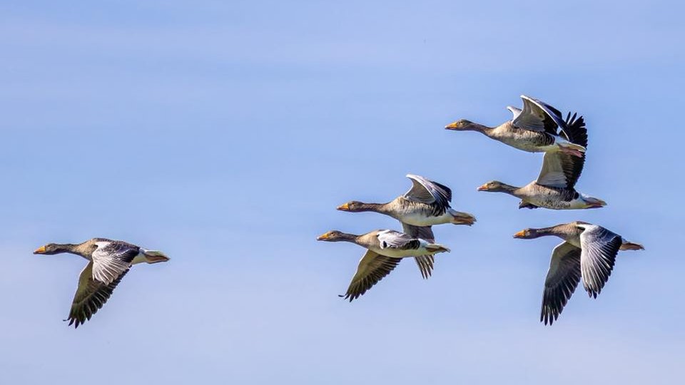Zugvögel