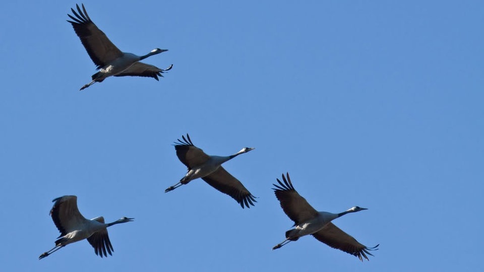 Zugvögel