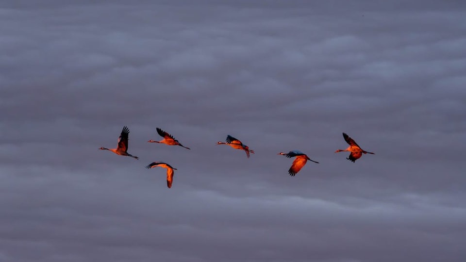 Zugvögel