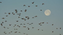 Zugvögel