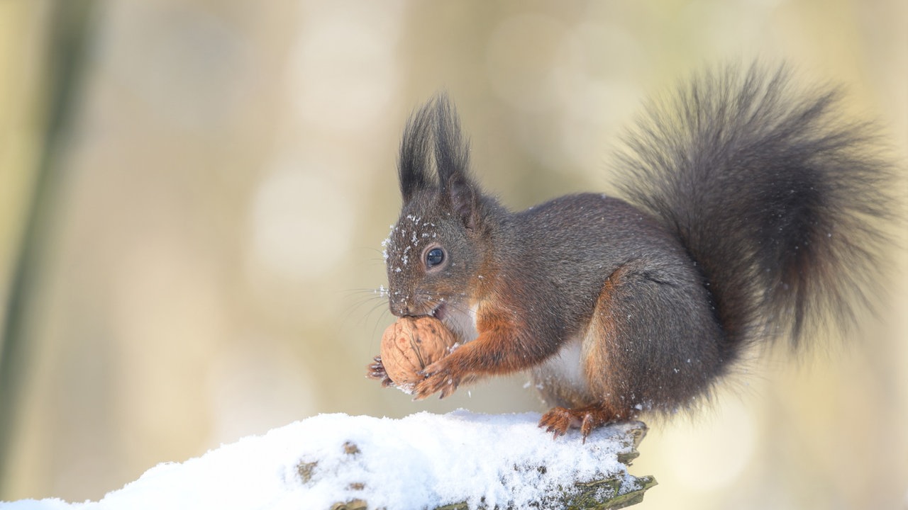 Eichhörnchen frisst Walnuss
