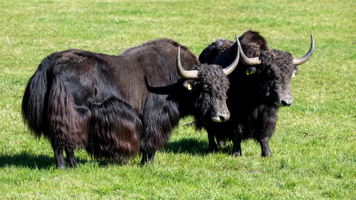 Yaks auf der Weide