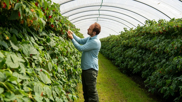 Benedikt Böcker überprüft Himbeeren im Gewächshaus.
