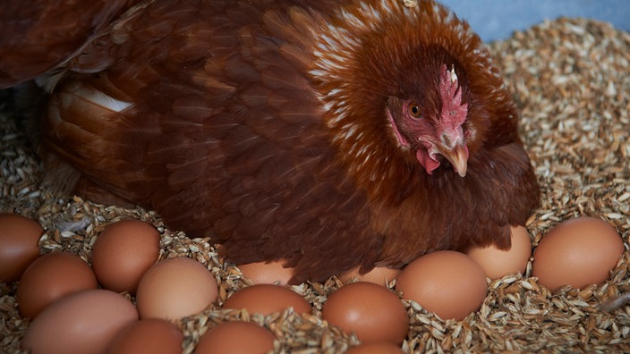 Huhn mit Eiern. 