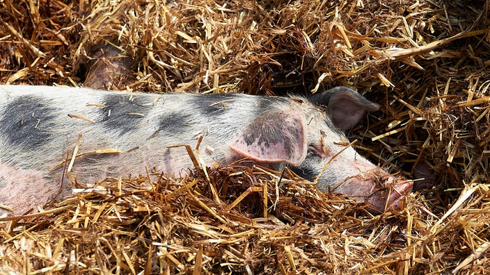 Bentheimer Schwein liegt im Stall. 