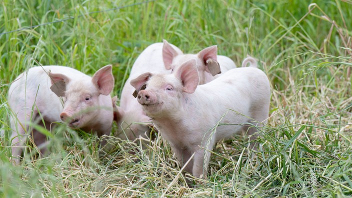 Schweine auf der Weide. 