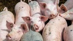 Eyke Pahmeyers Schweine.