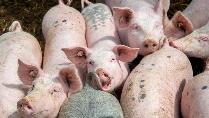 Eyke Pahmeyers Schweine.