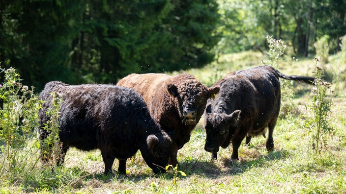 Galloways auf der Weide von Laura Alena Schmid 