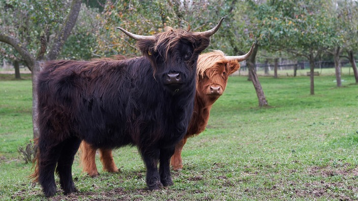 Schottische Highlandrinder