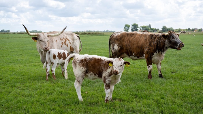 Texanische und engliscche Longhorn-Rinder auf der Weide. 